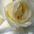Alb - Trandafir pentru straturi Grandiflora - Floribunda - Mount Shasta